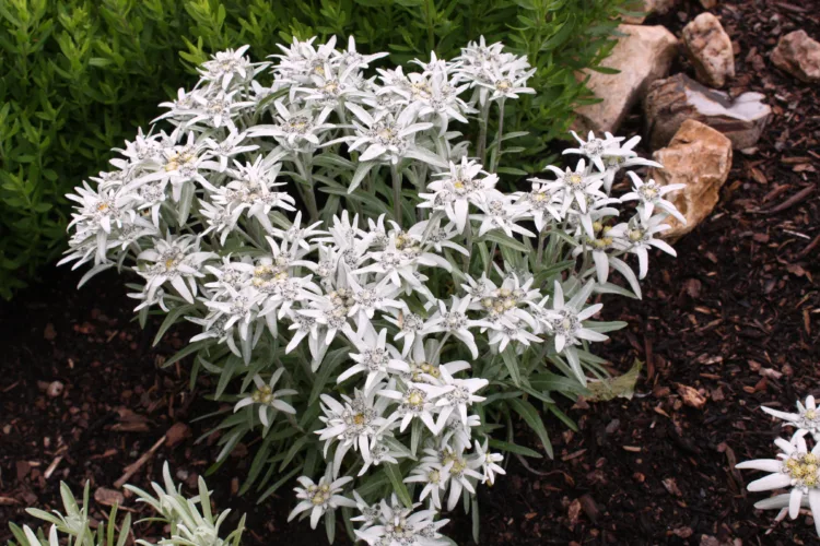 Blossom of snow: A starry symbol of the Alps  makes an unusual addition to rock gardens